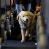 Photos: Aww, Seeing Eye Puppies Get Training At Newark Airport